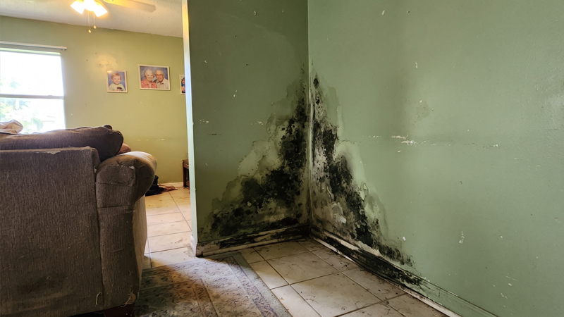 does homeowners insurance cover mold damage on wall in Florida home